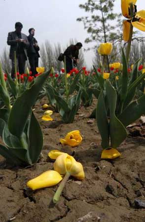 �m��ֲ��@3000���������������Ɖ�(�M�D)