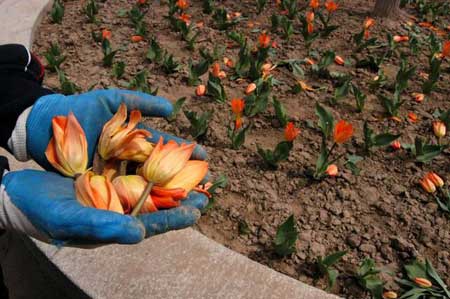 �m��ֲ��@3000���������������Ɖ�(�M�D)