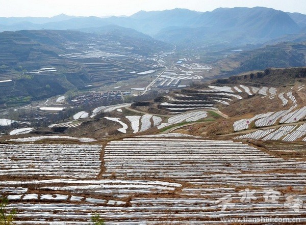 西靈山5萬畝優(yōu)質(zhì)核桃示范基地 全膜玉米.jpg